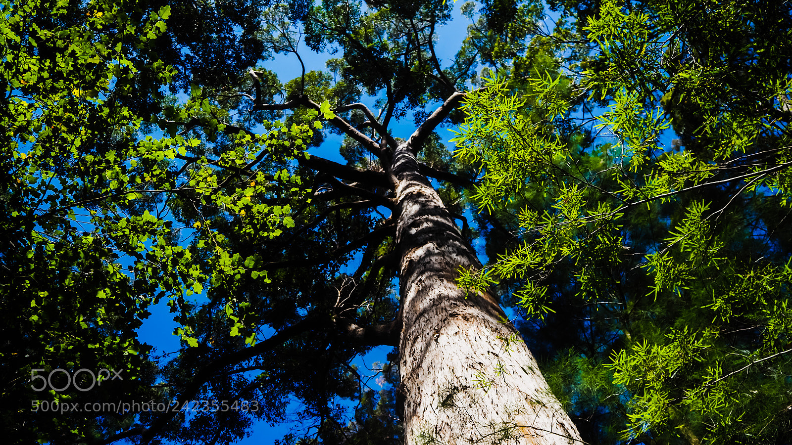 Olympus OM-D E-M10 II sample photo. A tale of trees photography