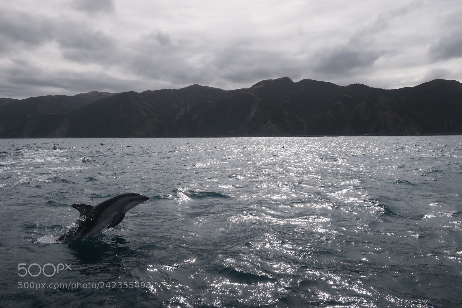 Canon PowerShot G9 X sample photo. Dolphin? photography