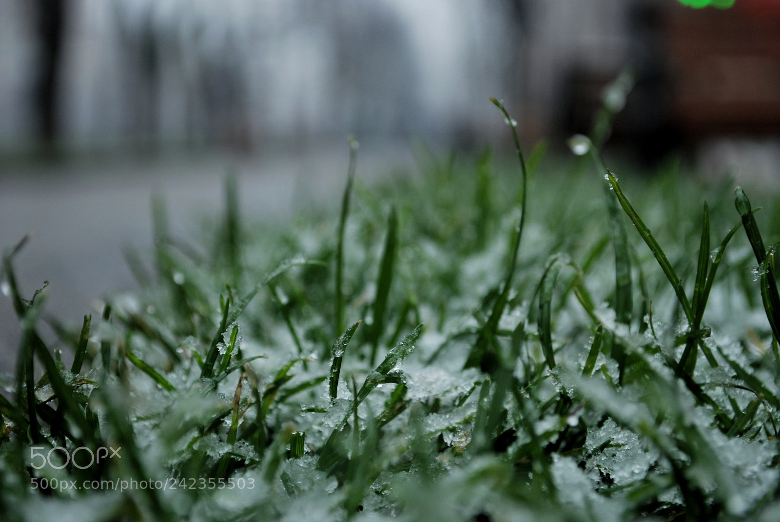 Nikon D80 sample photo. First snow photography