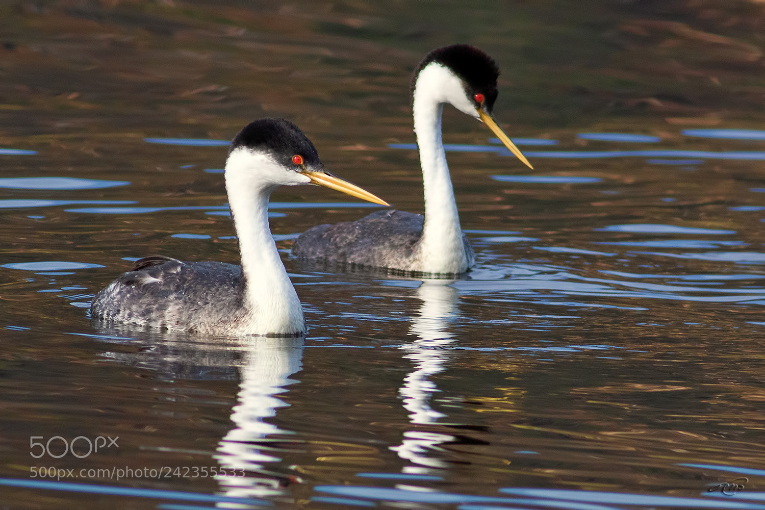 Canon EOS 7D Mark II sample photo. Western grebe photography