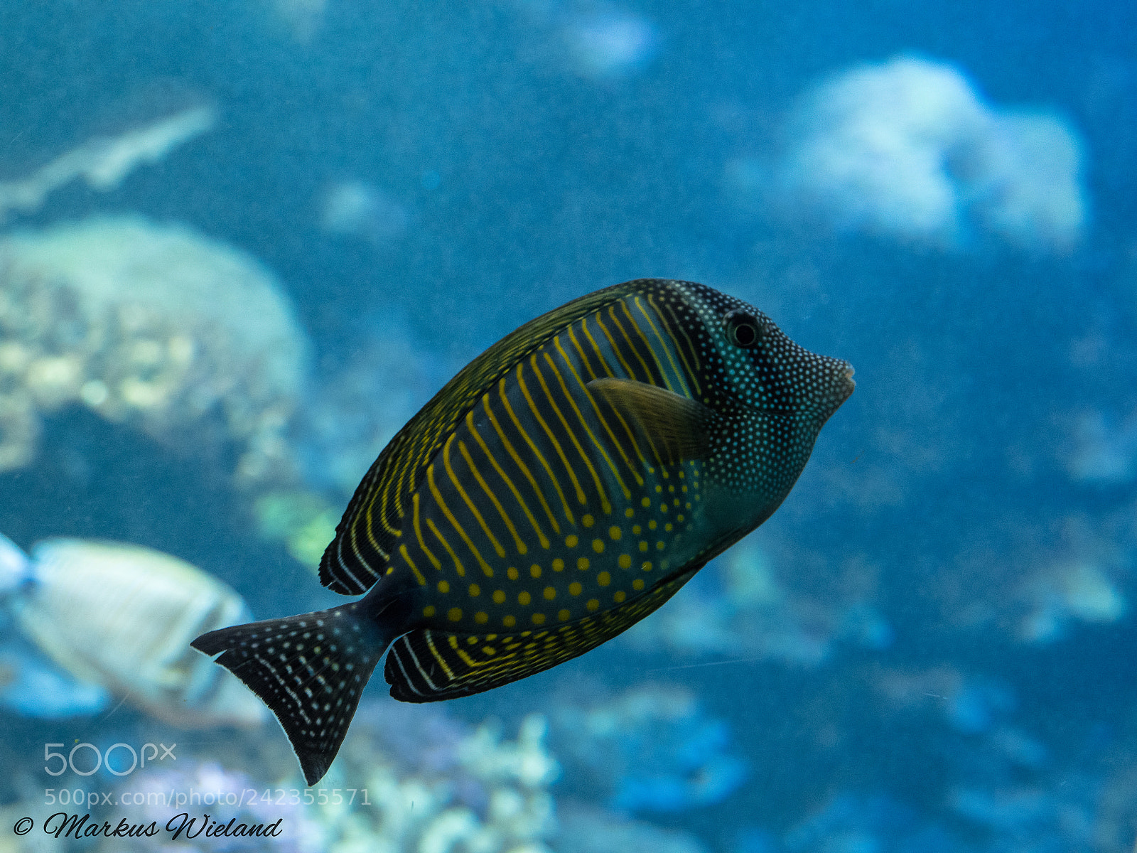 Panasonic Lumix DC-G9 sample photo. Fisch photography