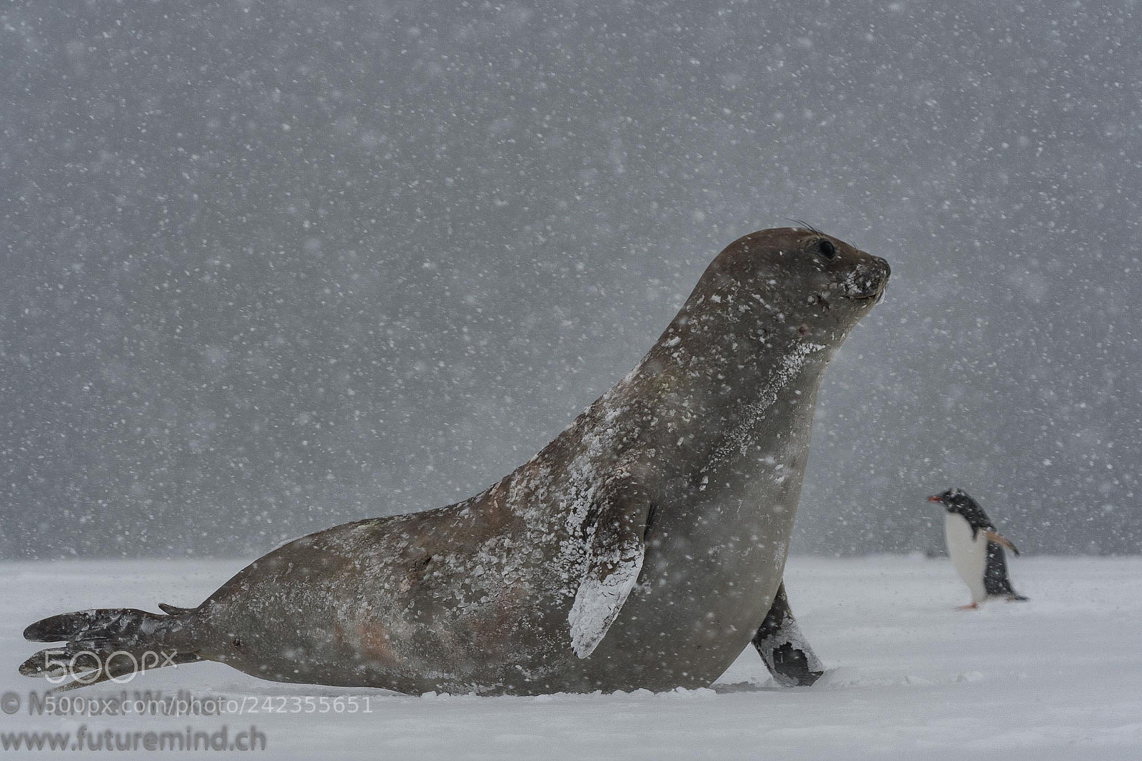 Nikon D500 sample photo. Young sea elephant photography