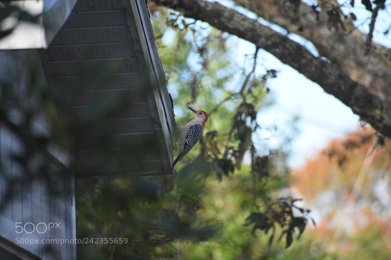 Nikon D3400 sample photo. Beautiful bird standing photography
