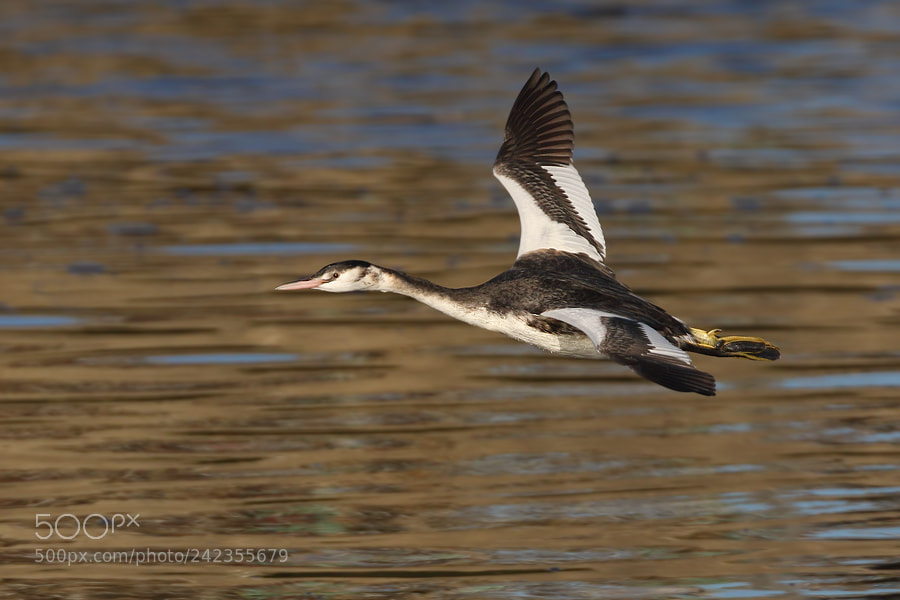 Canon EOS 7D Mark II sample photo. Great crested grebe photography