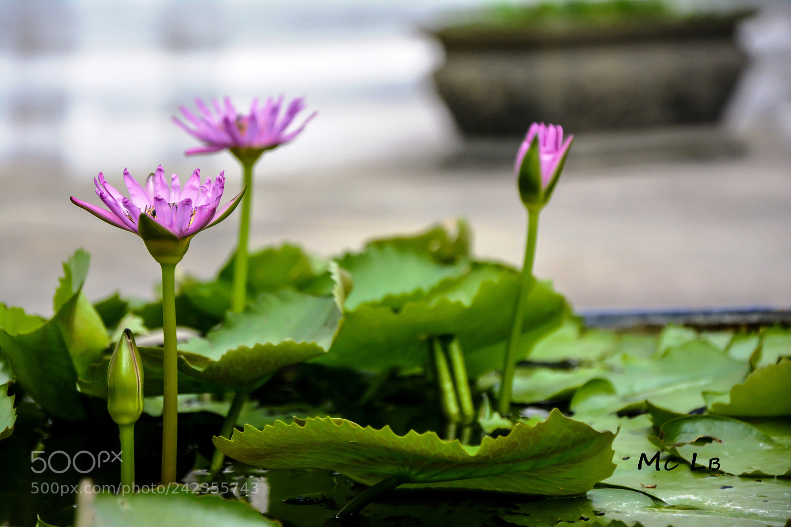 Nikon D7100 sample photo. N nuphare - tha photography