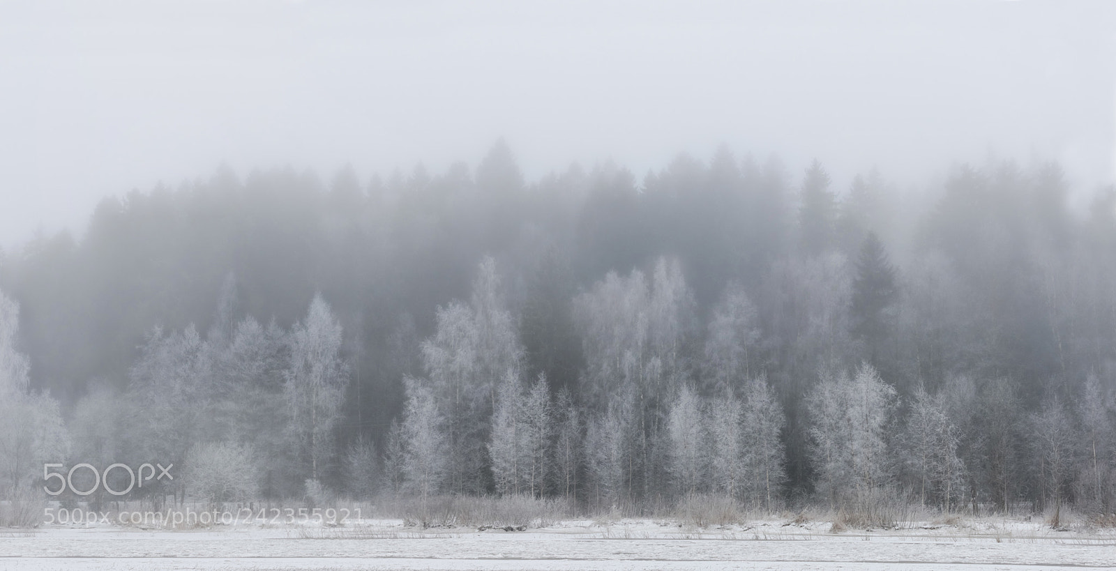 Canon EOS 7D Mark II sample photo. Misty morning photography