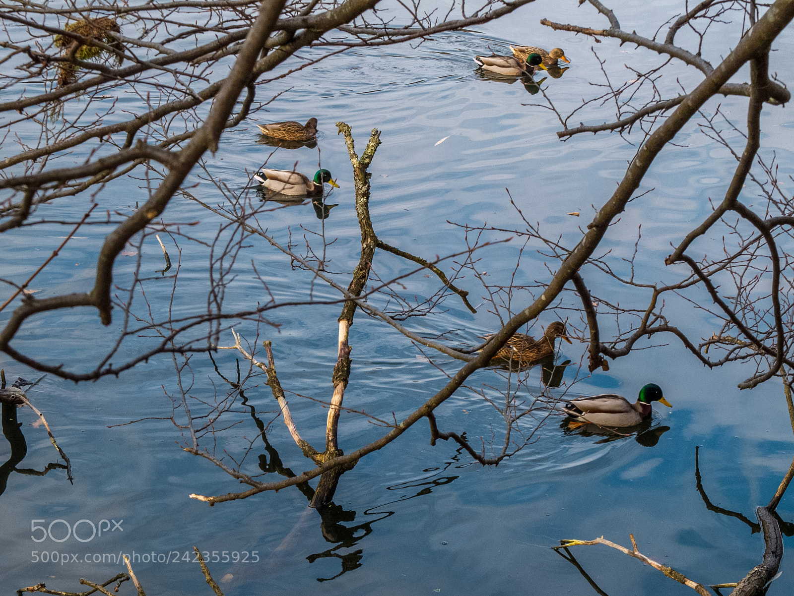 Fujifilm X10 sample photo. Wild ducks photography