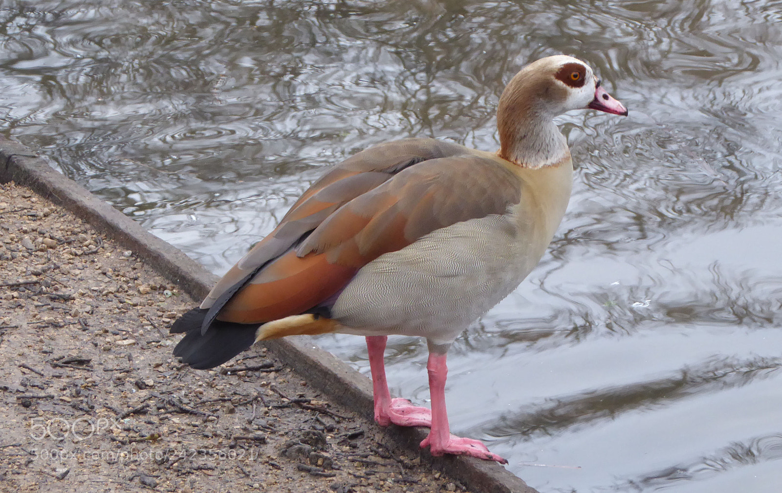Panasonic Lumix DMC-ZS50 (Lumix DMC-TZ70) sample photo. Egyptian goose photography