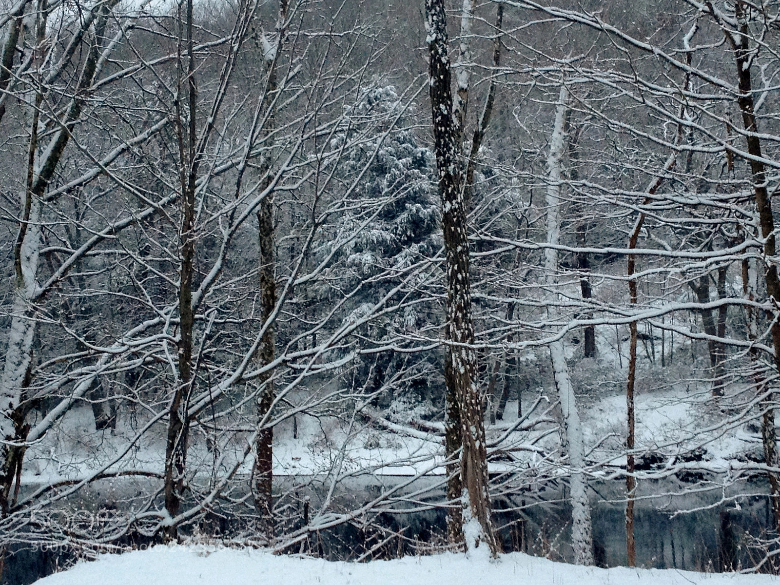Apple iPhone 4S sample photo. Snow on the pines photography