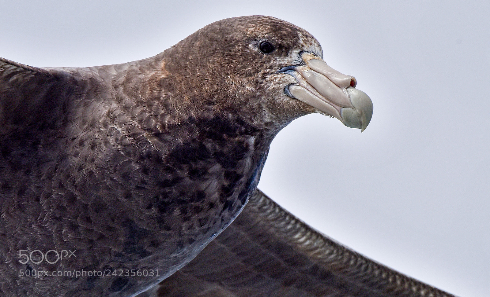 Nikon D810 sample photo. Southern giant storm petrel photography