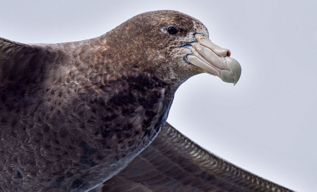 Southern Giant Storm Petrel, Falkland Islands by Brian Jobson on 500px.com