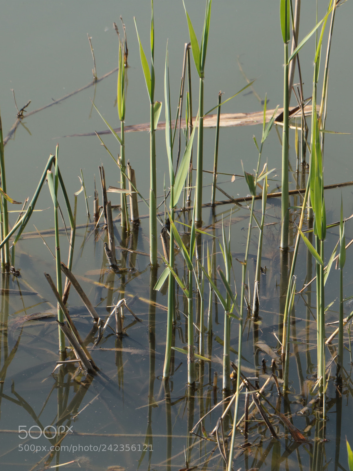 Canon EOS 760D (EOS Rebel T6s / EOS 8000D) sample photo. The swamp photography