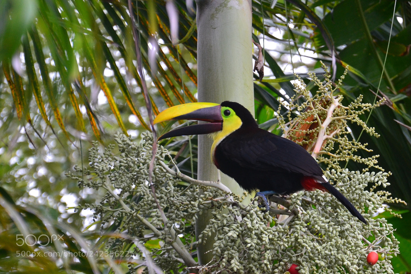 Nikon D3100 sample photo. Coulorful toucan photography