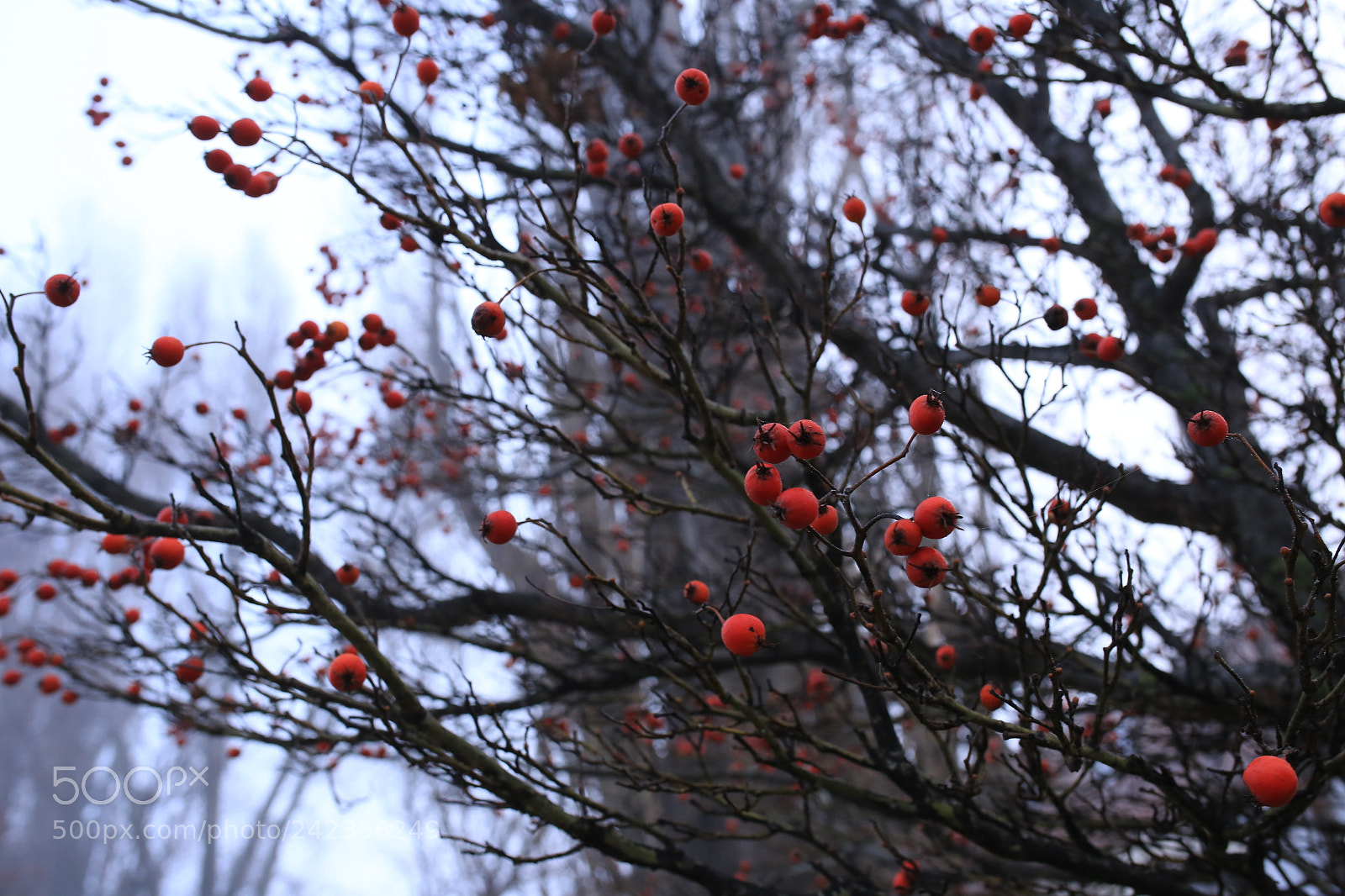 Sigma 35mm F1.4 DG HSM Art sample photo. Red red photography