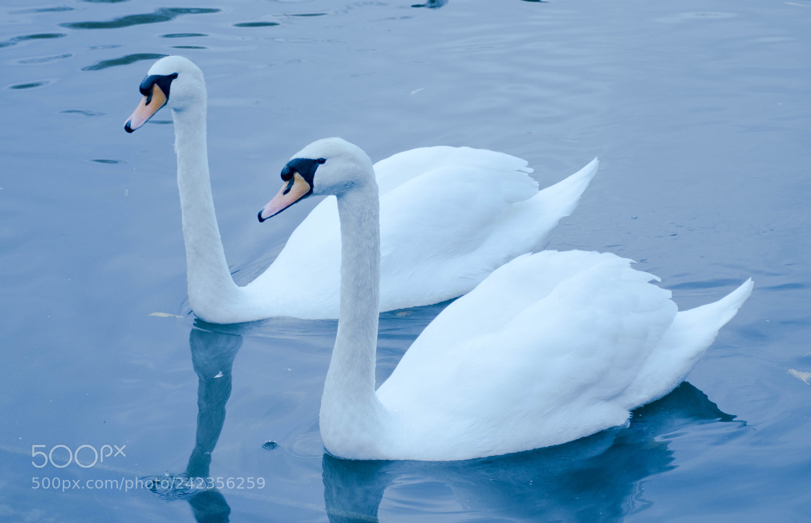 Nikon D5500 sample photo. Swansmod photography