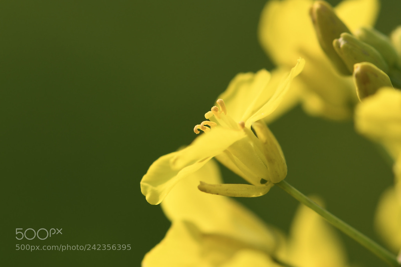 Nikon D850 sample photo. Mustard flower photography