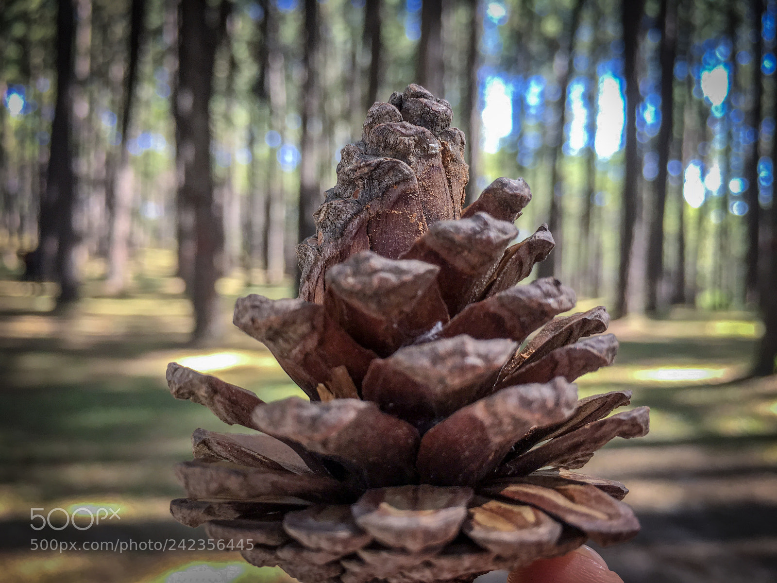 Apple iPhone 6s Plus sample photo. Untitled photography