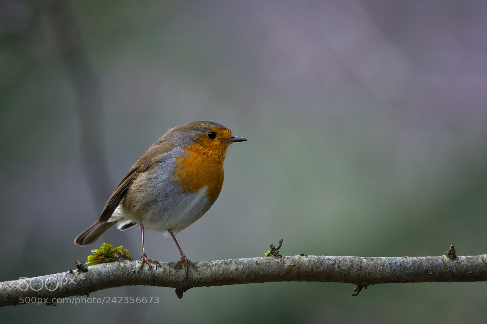 Nikon D7200 sample photo. Robin photography
