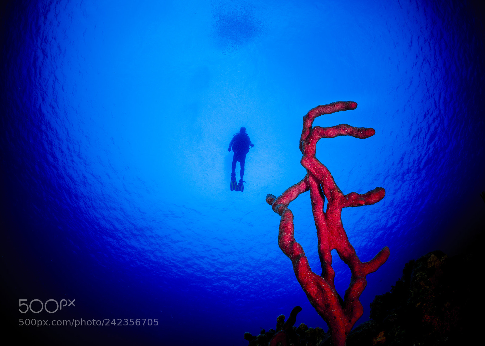 Nikon D800E sample photo. Scuba diver photography