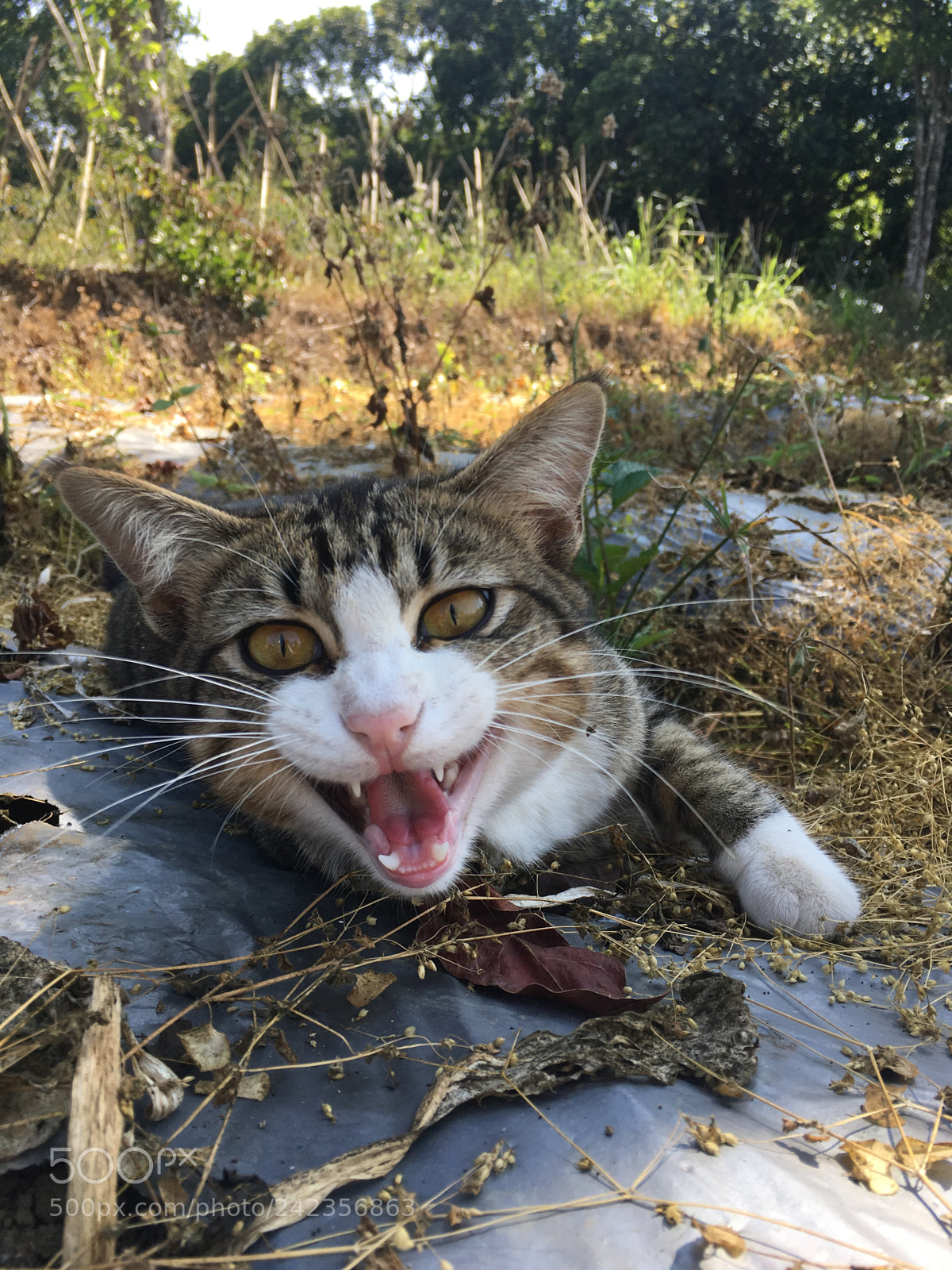 Apple iPhone SE sample photo. A cat's grin happy photography