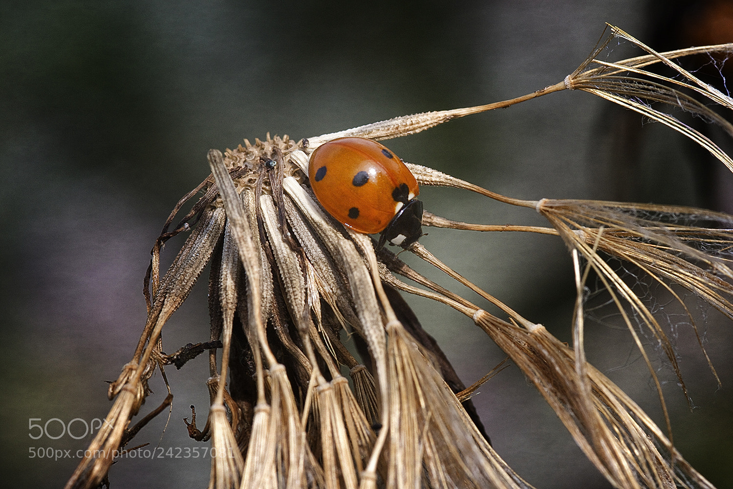 Canon EOS 40D sample photo. Ladybug photography
