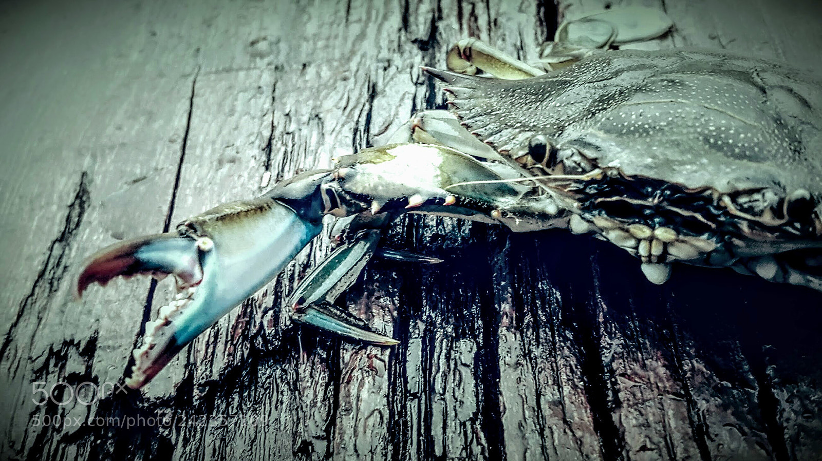 Samsung Galaxy S6 sample photo. "crabby crab" photography