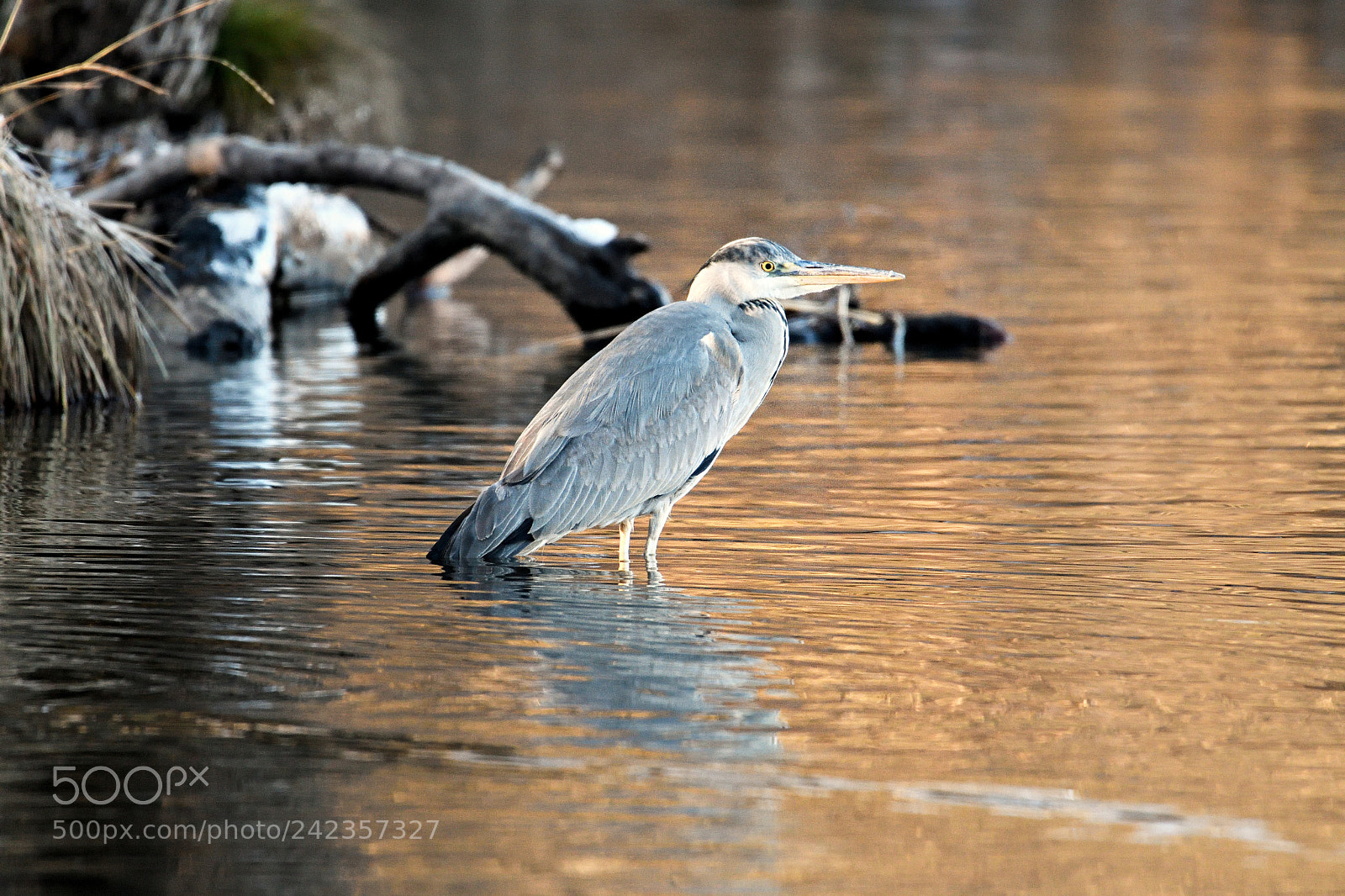 Nikon D500 sample photo. Cold water photography