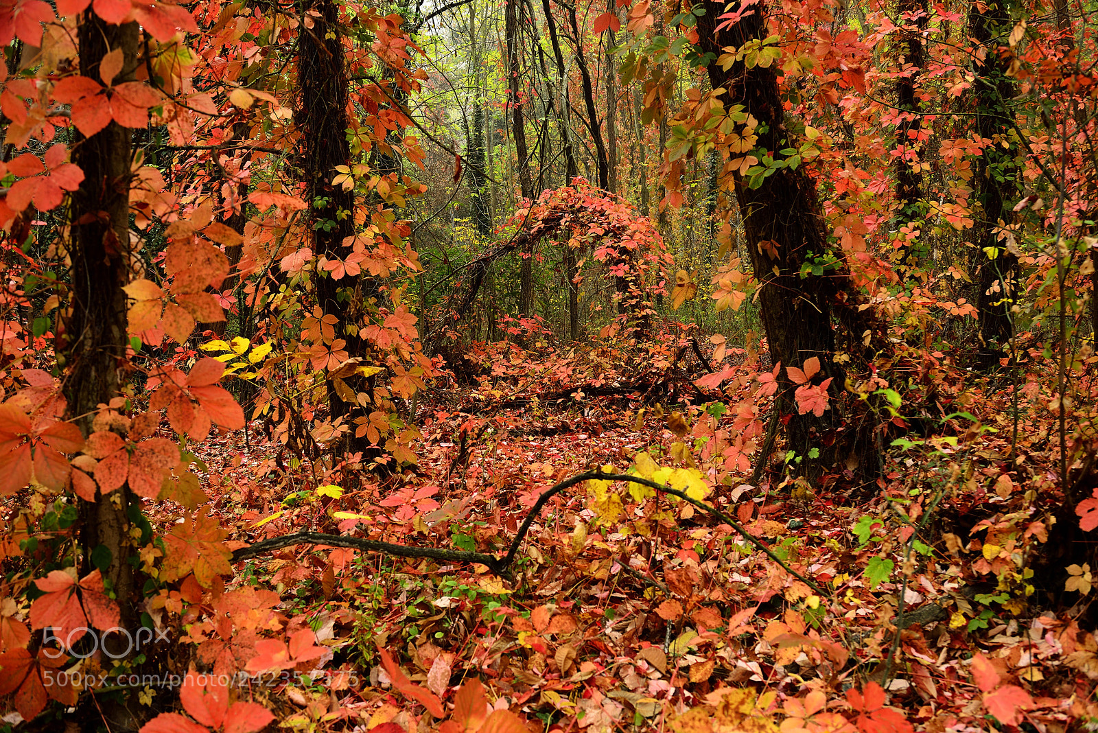 Nikon D800 sample photo. Invasion in the forest photography