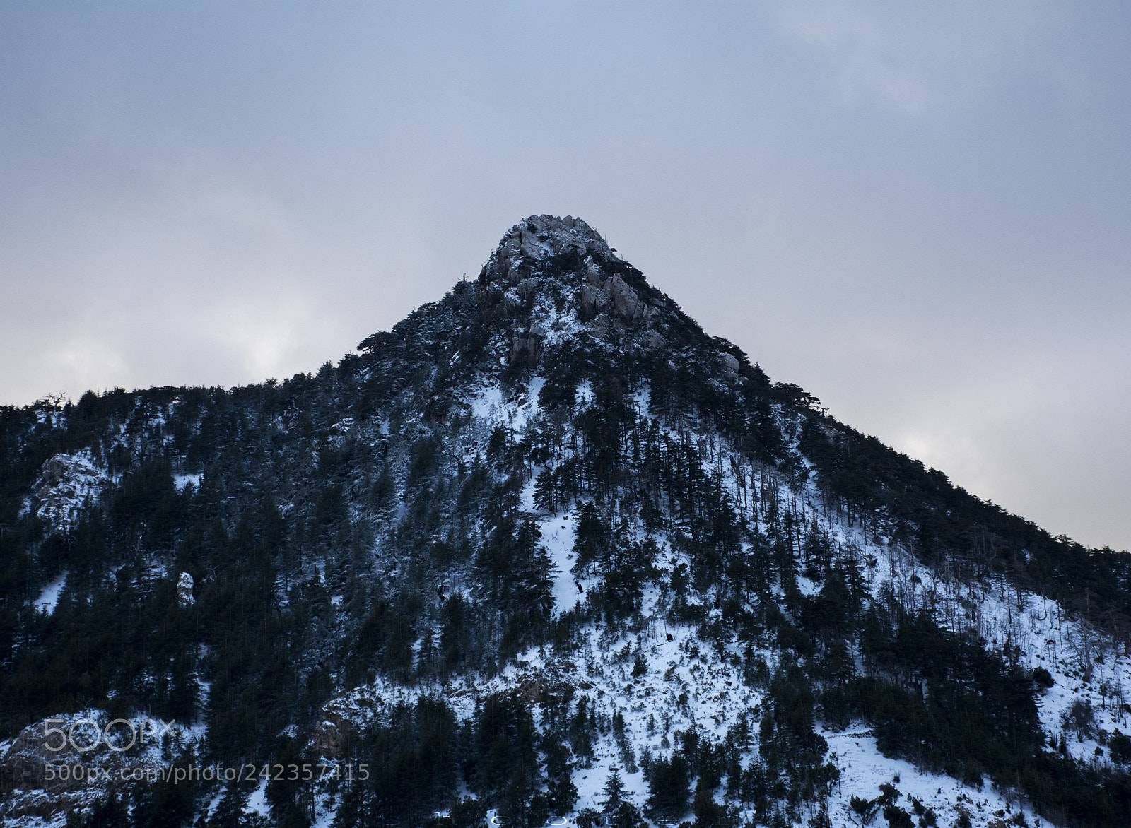Nikon D7100 sample photo. Tip of the giant photography