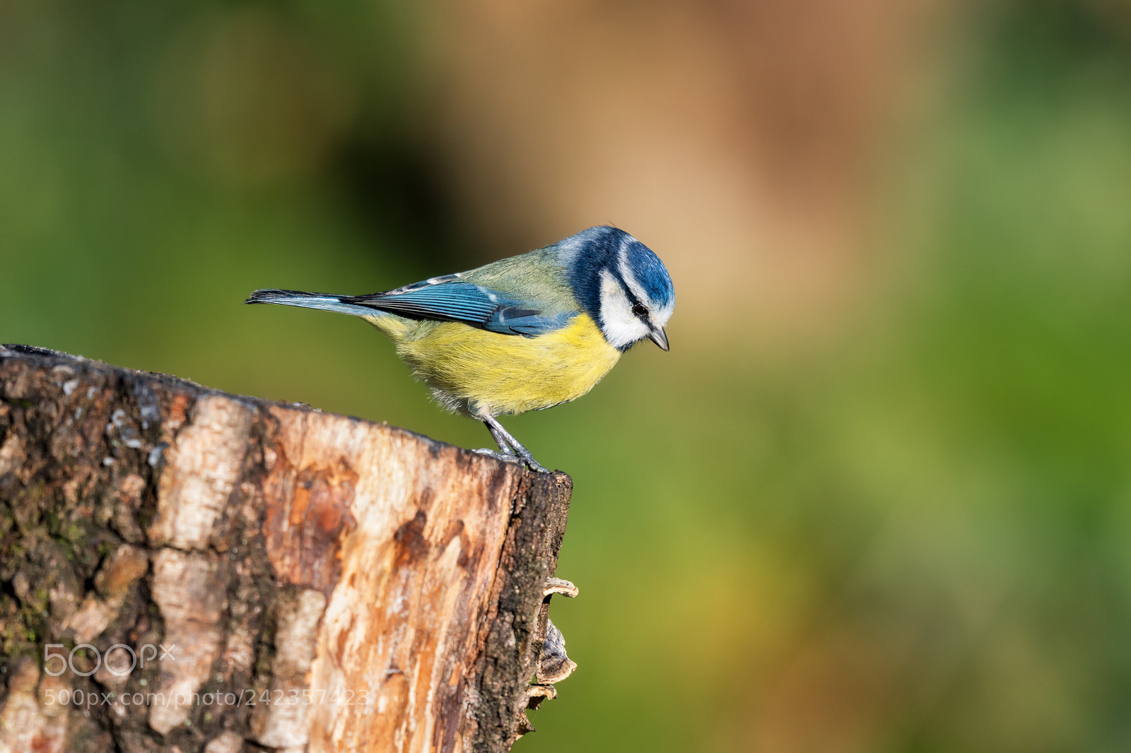 Nikon D500 sample photo. Blue tit photography