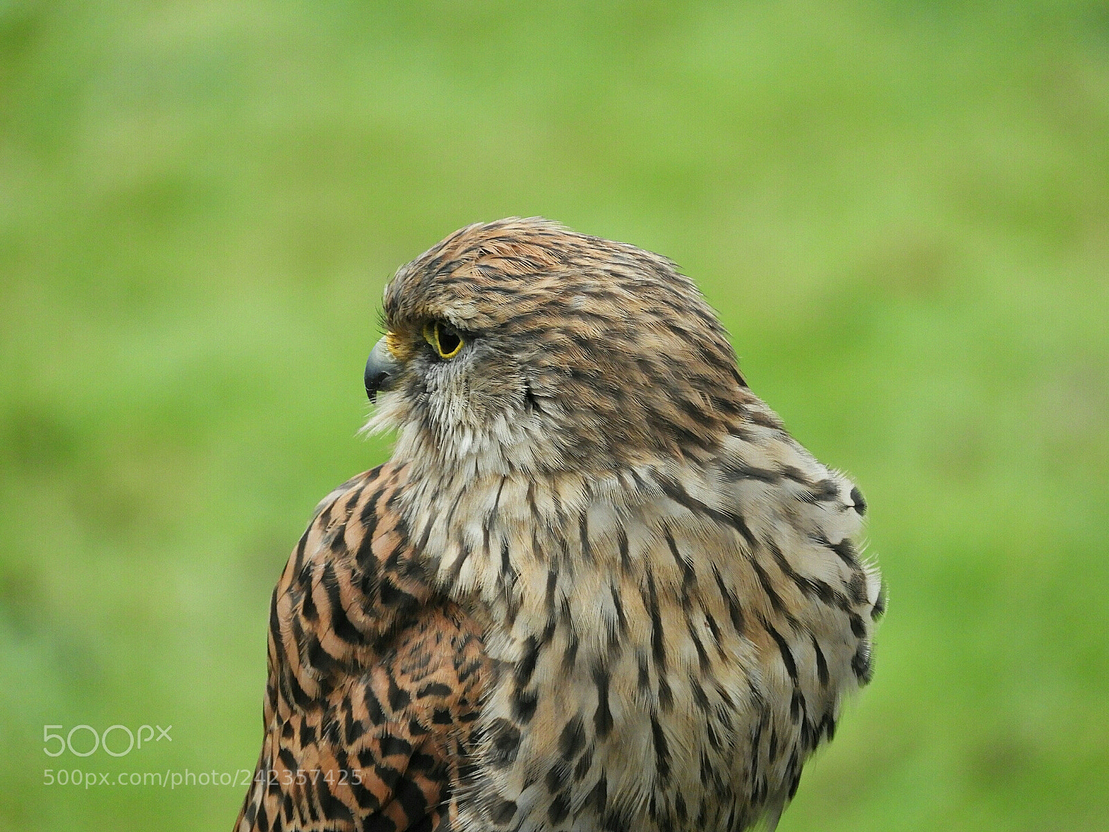 Nikon Coolpix B700 sample photo. Fantastic female eurasian kestrel photography