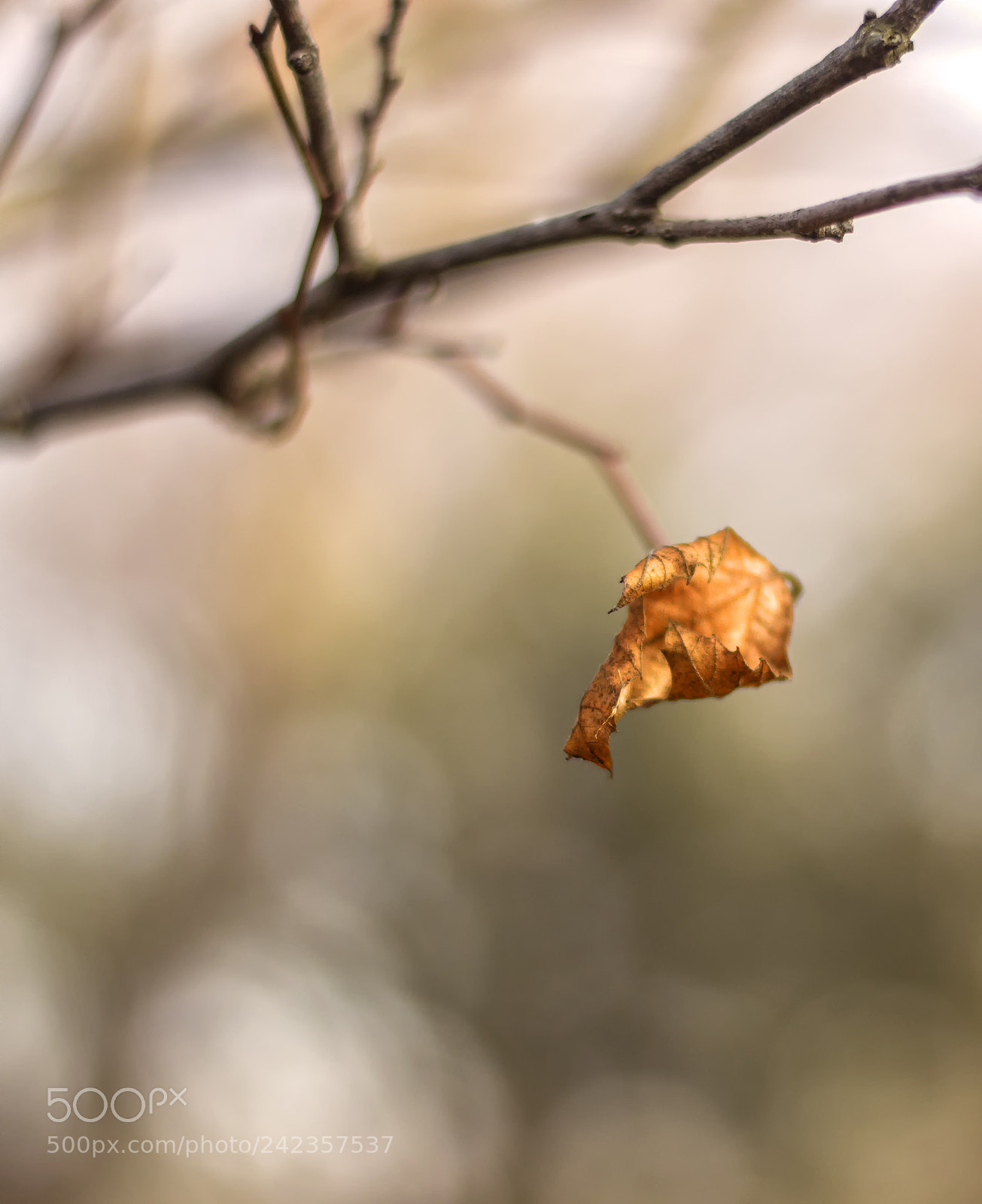 Nikon D3200 sample photo. Single photography