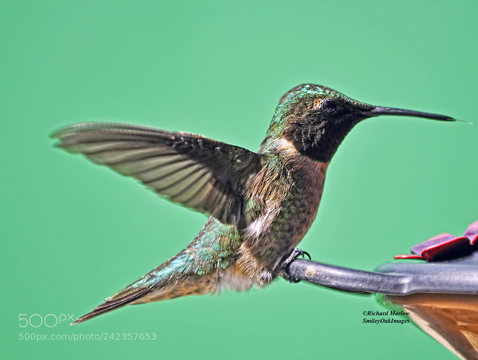 Nikon D5000 sample photo. Hummingbird photography