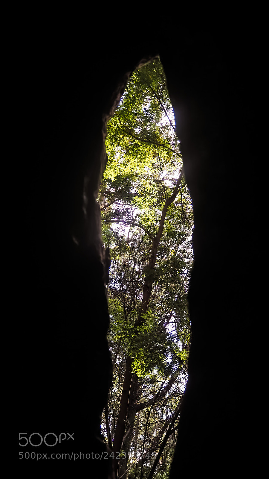 Olympus OM-D E-M10 II sample photo. A tell of trees || photography