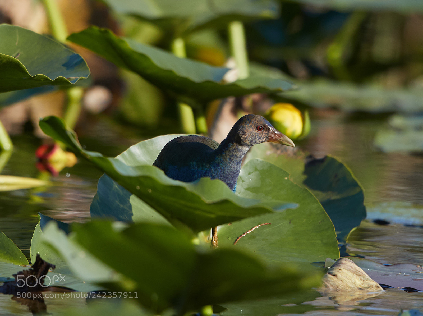 Canon EOS-1D X Mark II sample photo. 01-13-18-9105.jpg photography