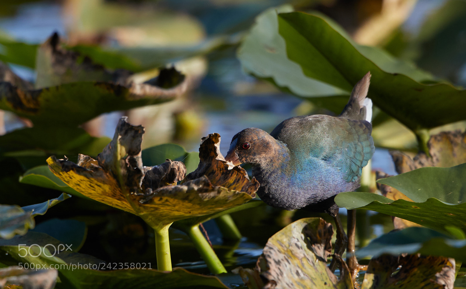 Canon EOS-1D X Mark II sample photo. 01-13-18-9114.jpg photography