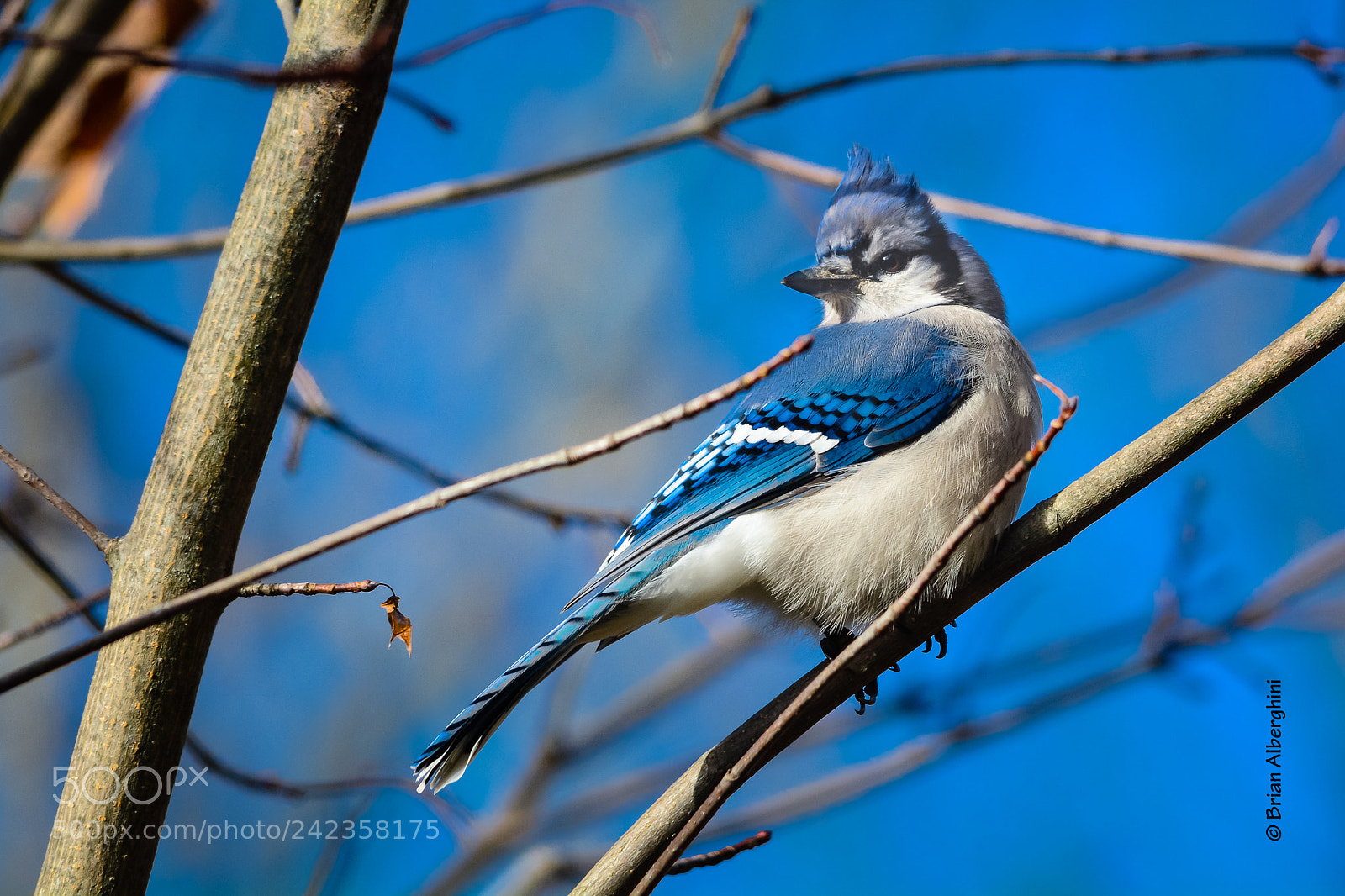 Nikon D7100 sample photo. The blues photography