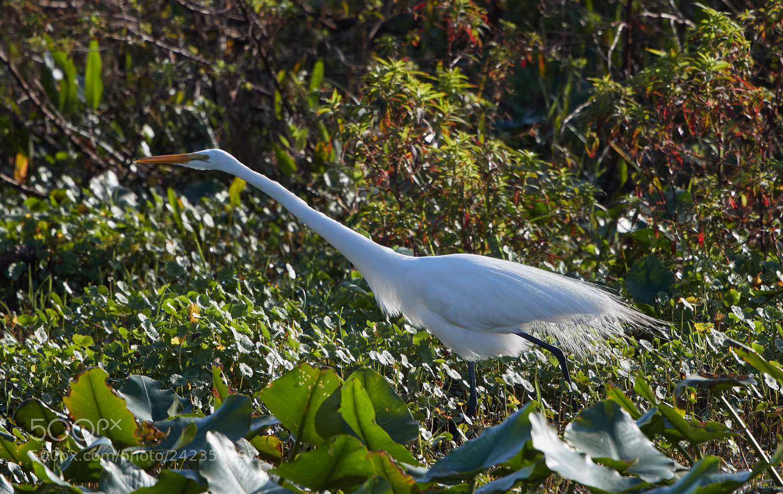 Canon EOS-1D X Mark II sample photo. 01-13-18-9144.jpg photography