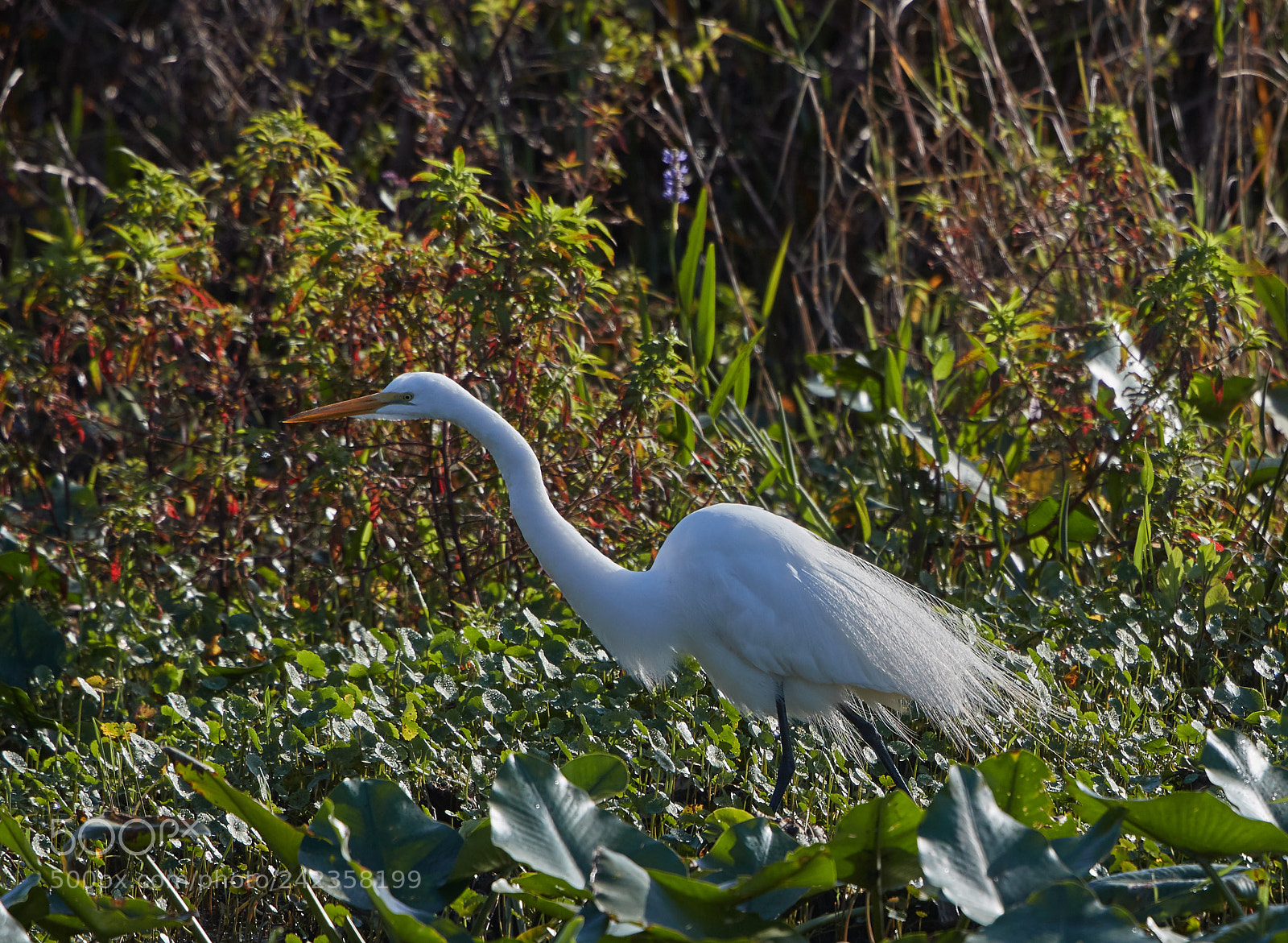 Canon EOS-1D X Mark II sample photo. 01-13-18-9147.jpg photography