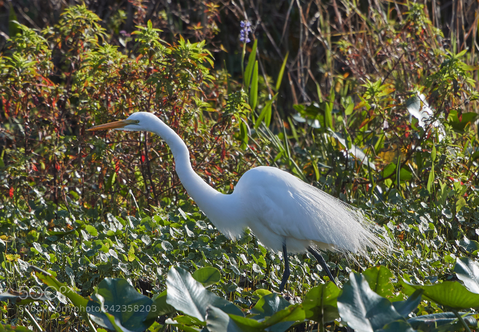 Canon EOS-1D X Mark II sample photo. 01-13-18-9148.jpg photography