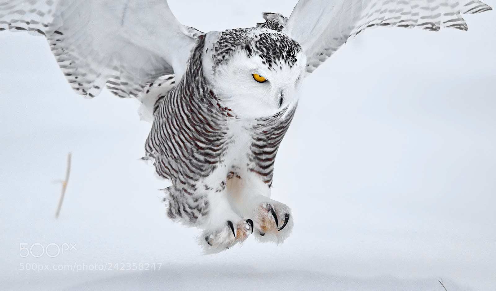 Nikon D5500 sample photo. Snowy owl incoming photography