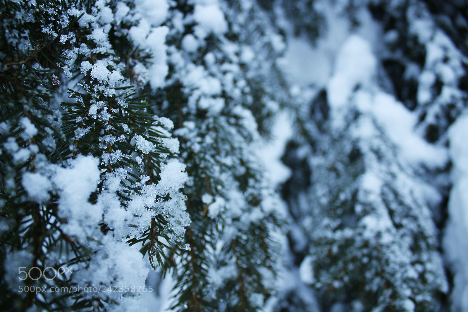 Canon EOS 1200D (EOS Rebel T5 / EOS Kiss X70 / EOS Hi) sample photo. Frozen fingers photography