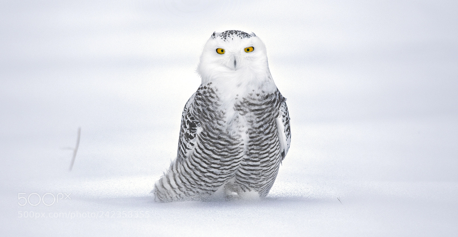 Nikon D5500 sample photo. Snowy owl photography