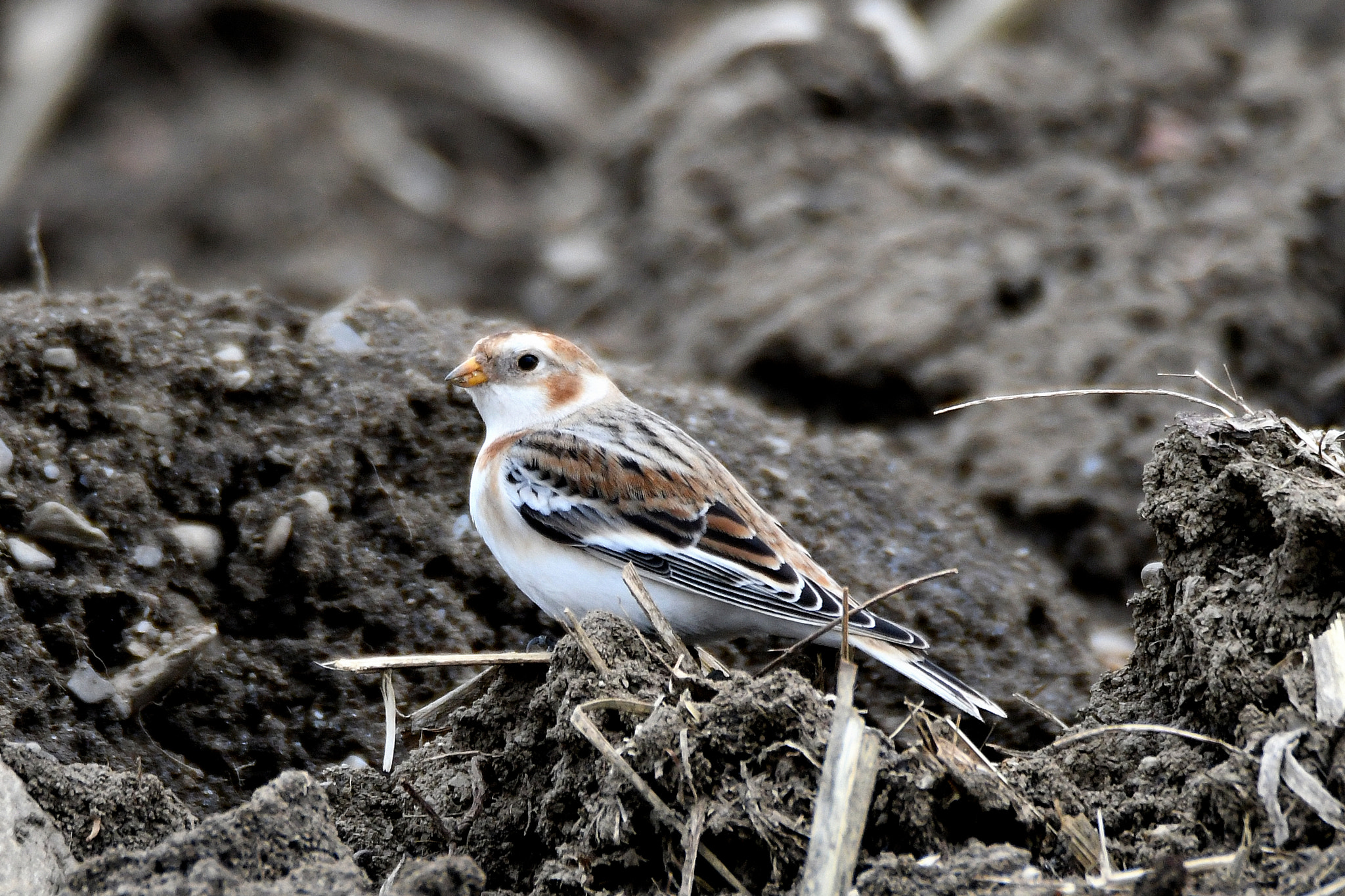 Nikon D500 sample photo. Snow bunting (plectrophenax nivalis) photography