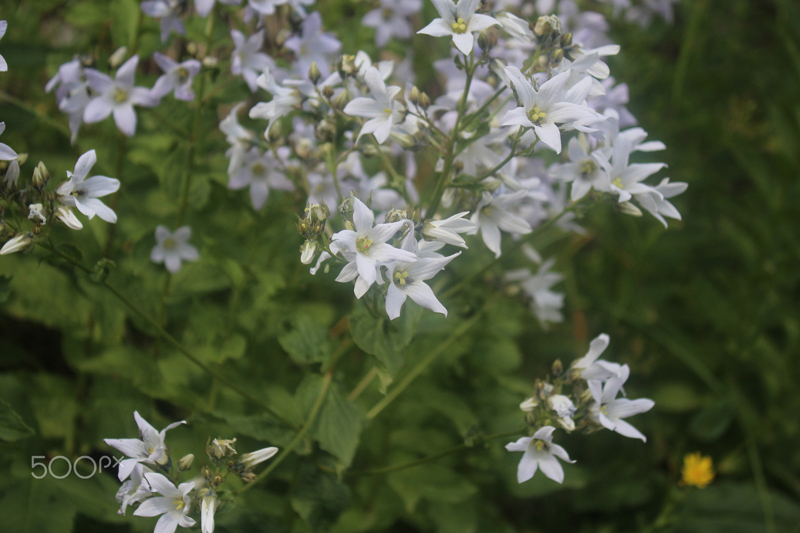 Canon EF-S 18-55mm F3.5-5.6 IS sample photo. Flower photography