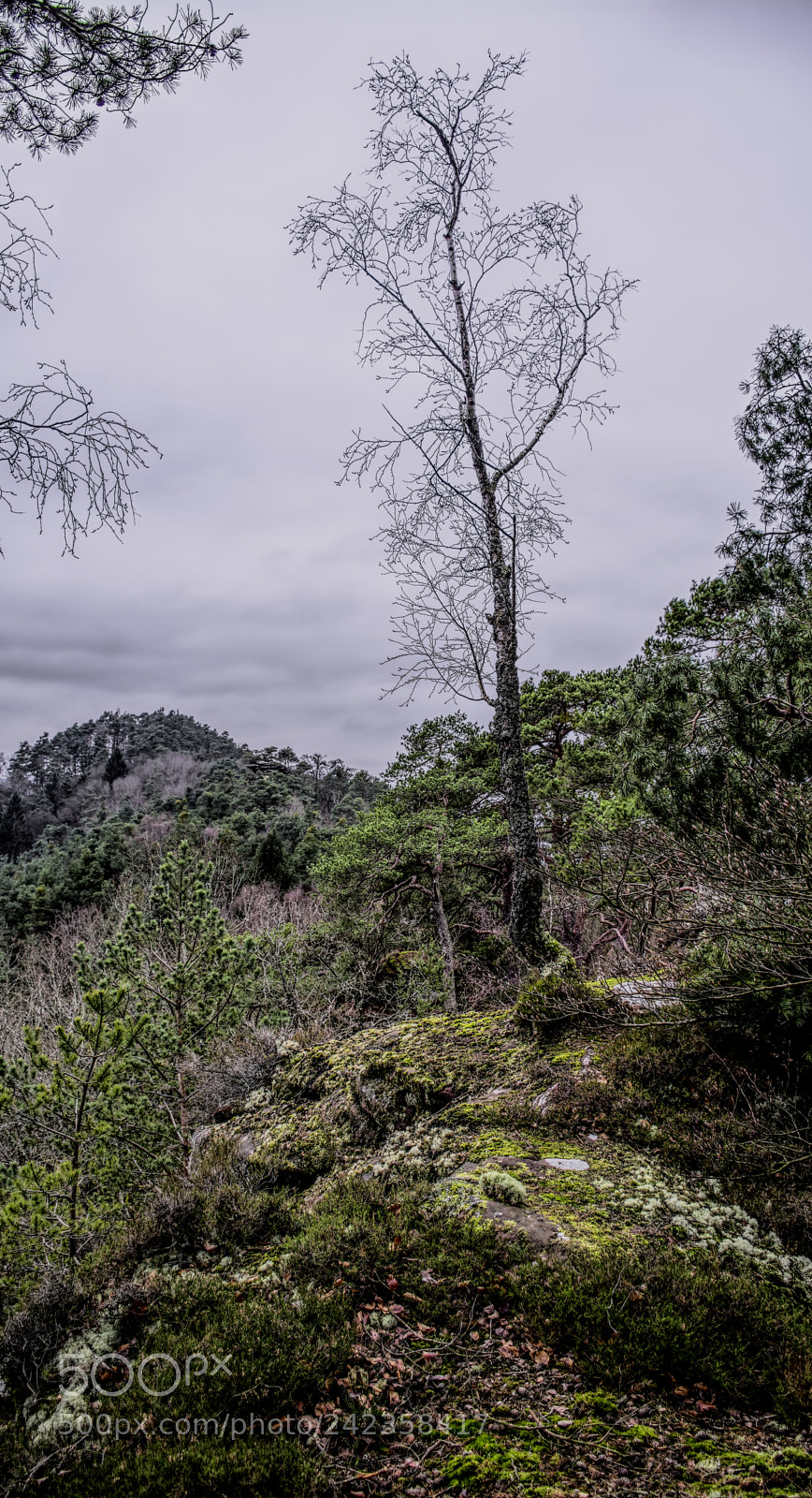 Nikon D7100 sample photo. Tree19 photography