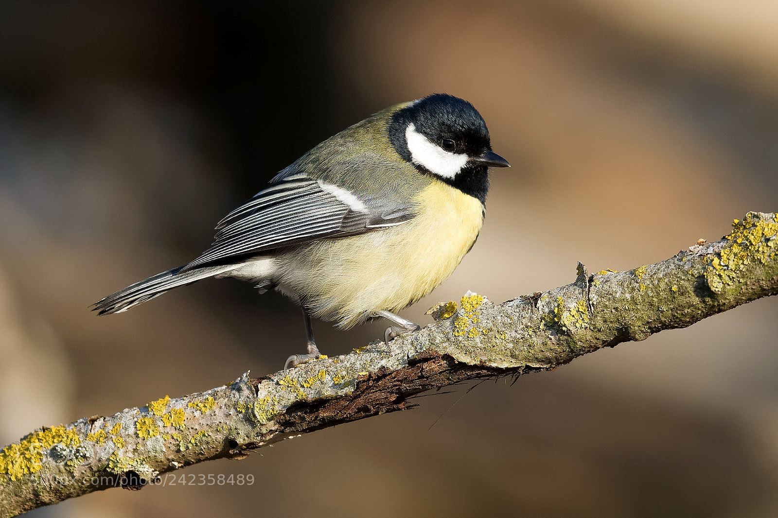 Nikon D500 sample photo. Parus major photography