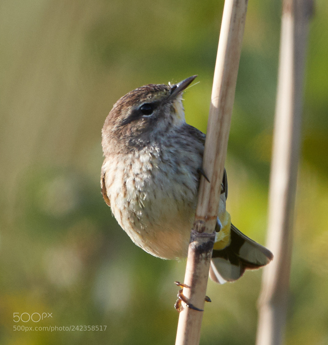 Canon EOS-1D X Mark II sample photo. 01-13-18-9256.jpg photography
