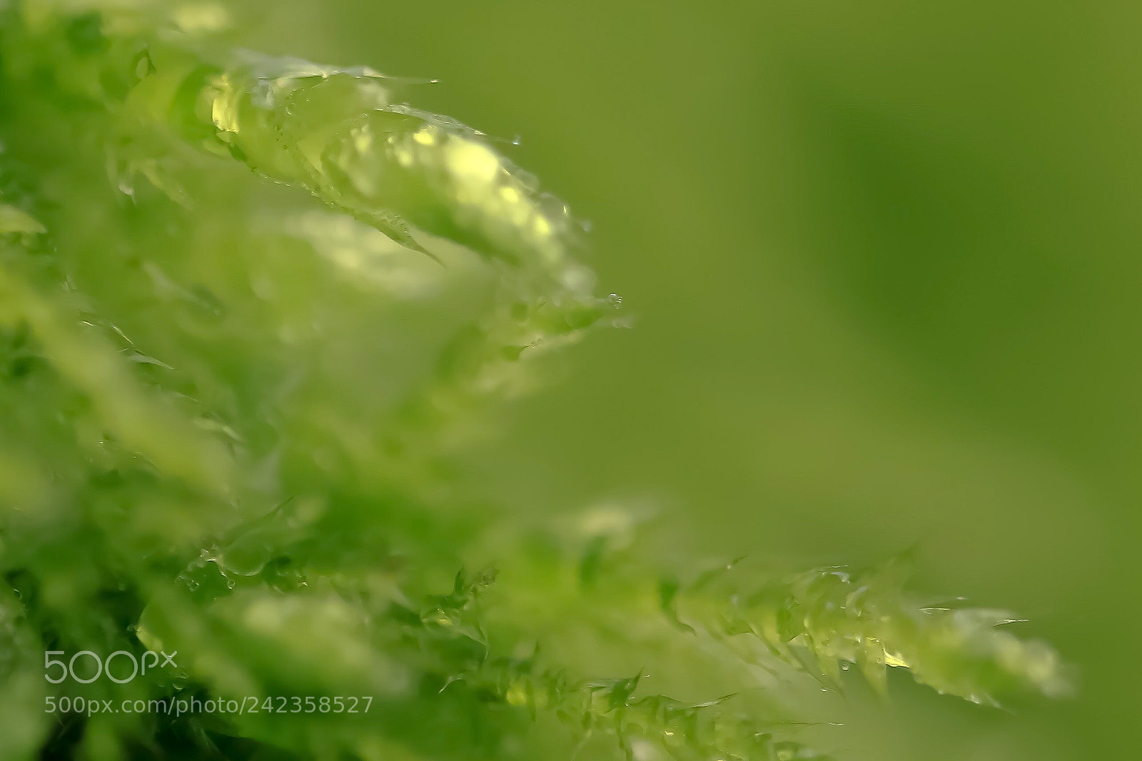 Canon EOS 7D Mark II sample photo. In a green dress photography