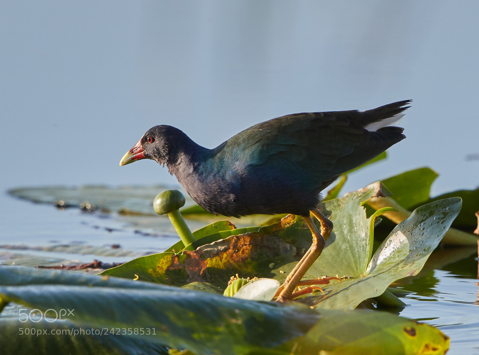 Canon EOS-1D X Mark II sample photo. 01-13-18-9275.jpg photography